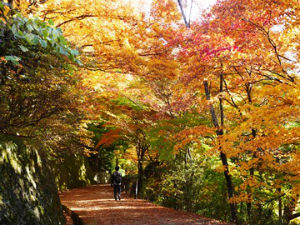 高山の紅葉