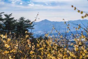 宝登山