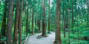 円山公園