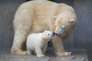 札幌市円山動物園